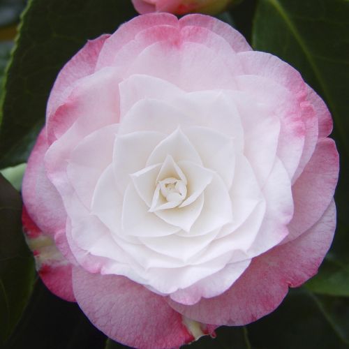 CAMELLIA